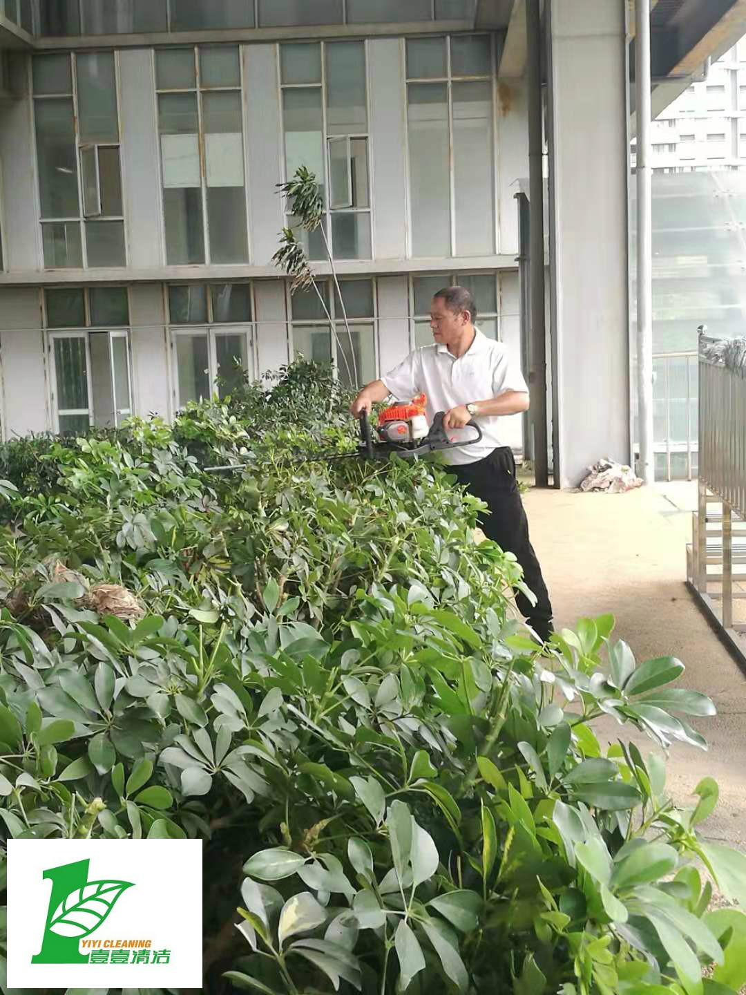 壹壹公司告訴您綠化養(yǎng)護(hù)必備修剪技巧？